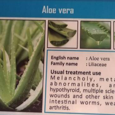 Terapija Aloe Verom u eksperimentalnom slučaju multiple skleroze